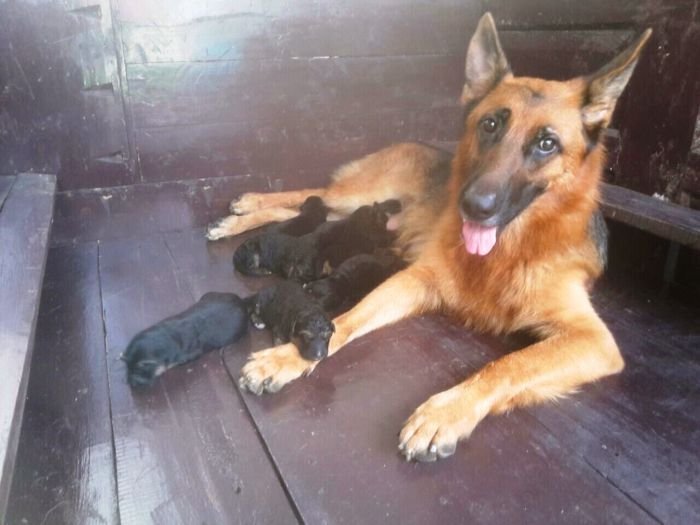 DogsIndia.com - German Shepherd Dog - Garhjat Hill's KennelsDogsIndia.com - German Shepherd Dog - Garhjat Hill's Kennels