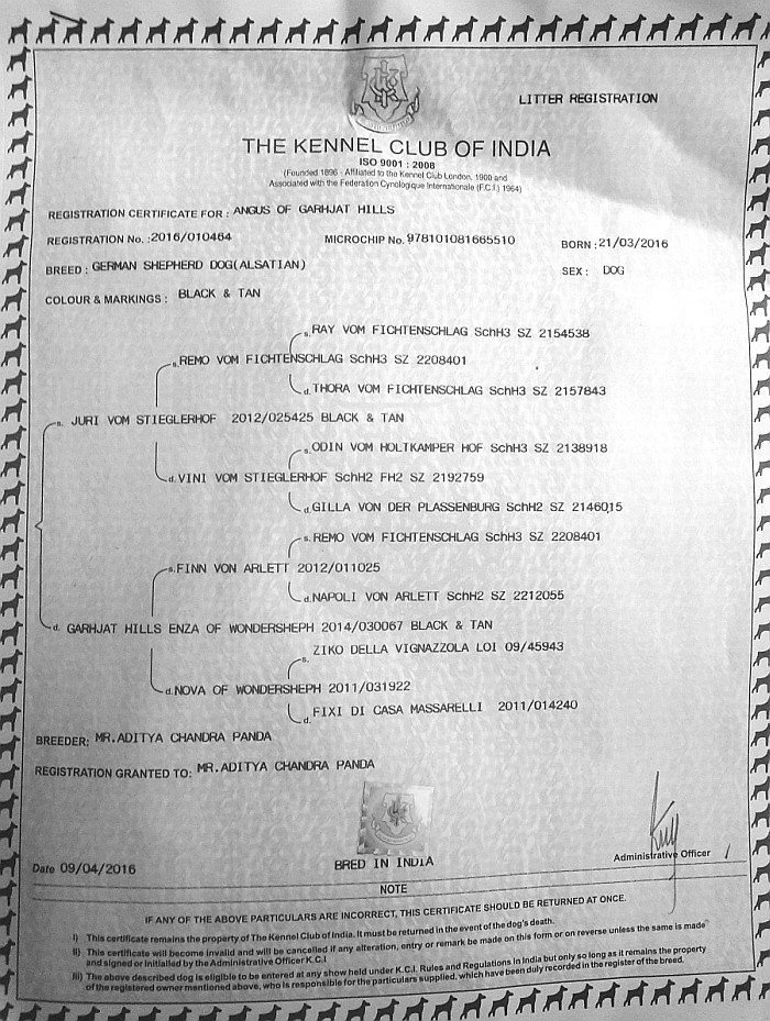 DogsIndia.com - German Shepherd Dog - Garhjat Hill's KennelsDogsIndia.com - German Shepherd Dog - Garhjat Hill's Kennels