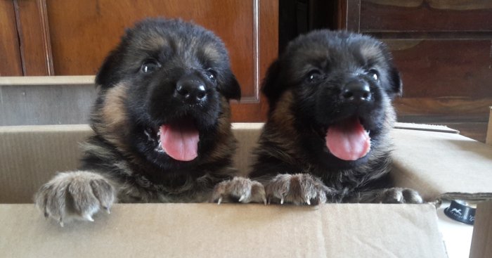 DogsIndia.com - German Shepherd Dog - Garhjat Hill's KennelsDogsIndia.com - German Shepherd Dog - Garhjat Hill's Kennels