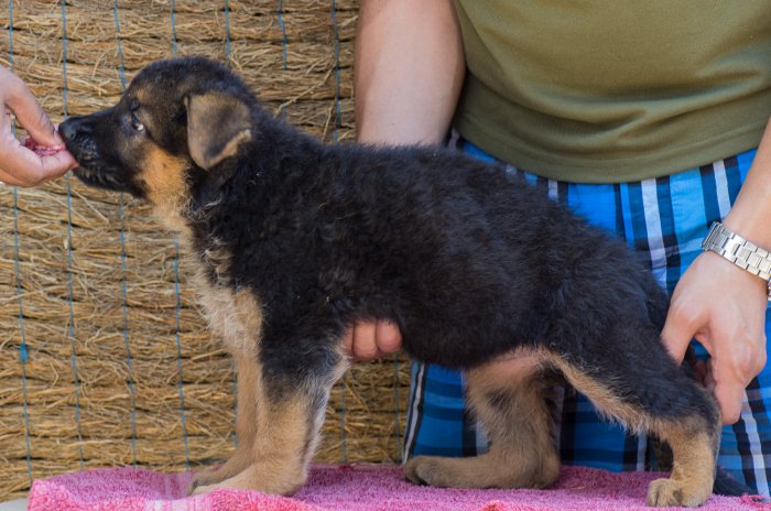 DogsIndia.com - German Shepherd Dog - Garhjat Hill's Kennels