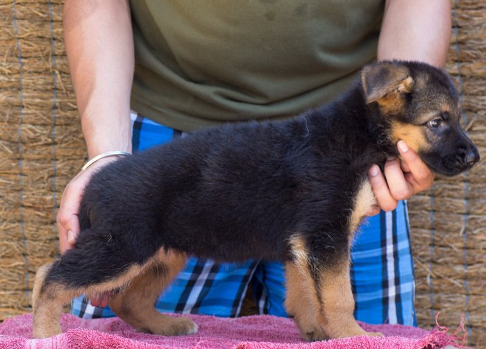 DogsIndia.com - German Shepherd Dog - Garhjat Hill's Kennels