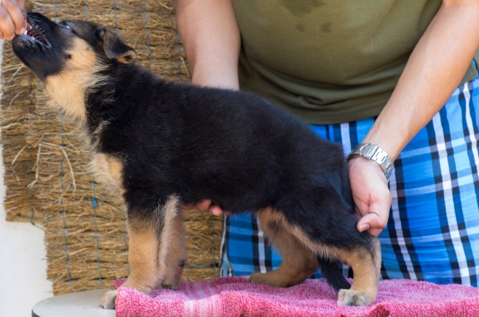 DogsIndia.com - German Shepherd Dog - Garhjat Hill's Kennels