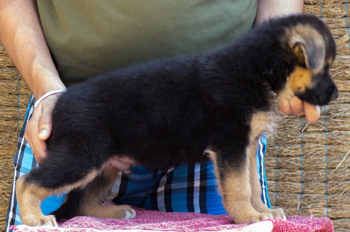 DogsIndia.com - German Shepherd Dog - Garhjat Hill's Kennels