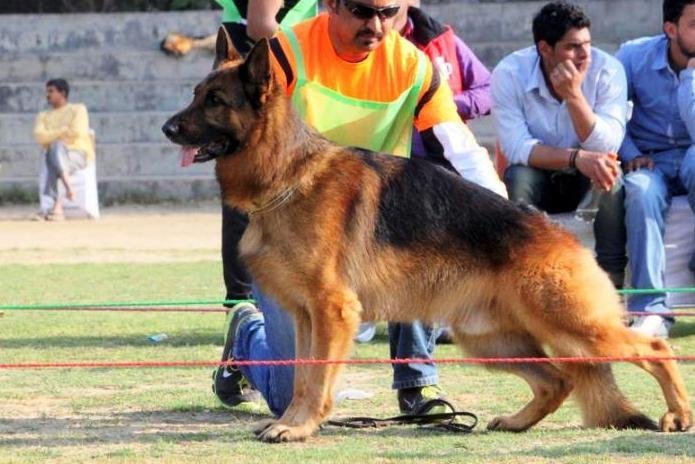 DogsIndia.com - German Shepherd Dog - Garhjat Hill's Kennels