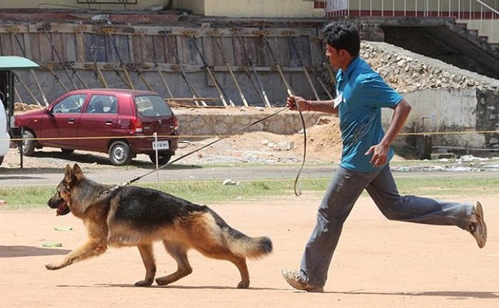 DogsIndia.com - German Shepherd Dog - Garhjat Hill's Kennels