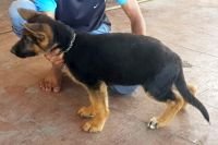 DogsIndia.com - GSD - Ajit Kennels - Srihari Ghokale
