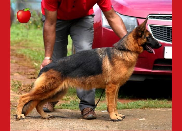 DogsIndia.com - GSD - Apple - Karthikeyan