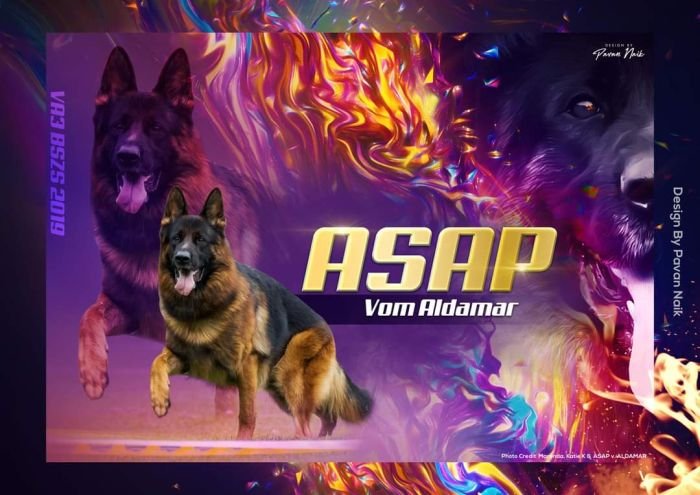 DogsIndia.com - GSD - Apple - Karthikeyan