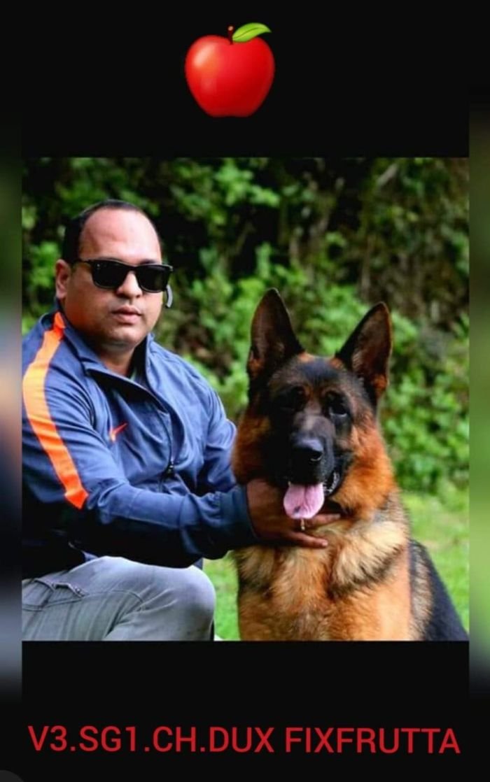 DogsIndia.com - GSD - Apple - Karthikeyan