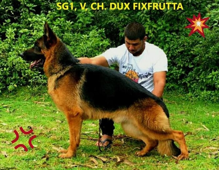 DogsIndia.com - GSD - Apple - Karthikeyan
