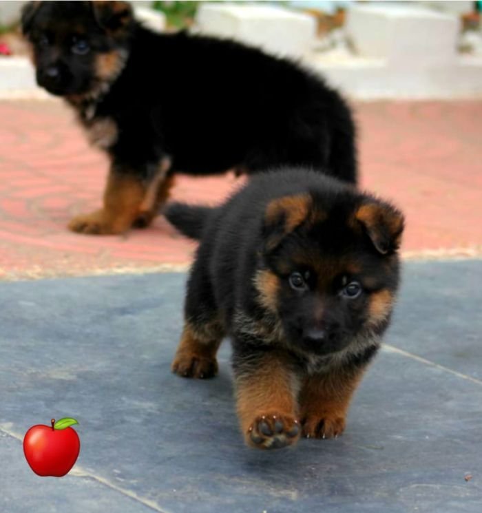 DogsIndia.com - GSD - Apple - Karthikeyan