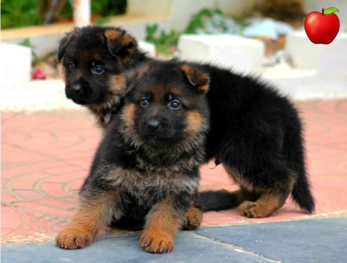 DogsIndia.com - GSD - Apple - Karthikeyan