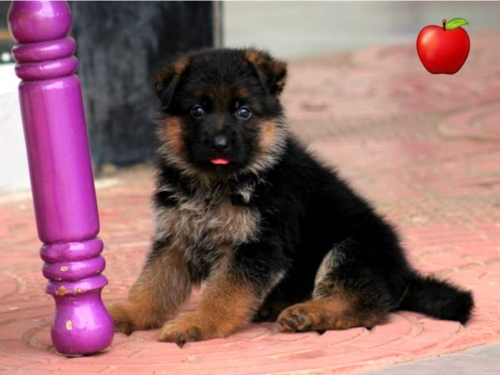 DogsIndia.com - GSD - Apple - Karthikeyan