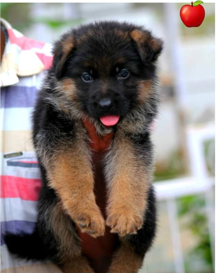 DogsIndia.com - GSD - Apple - Karthikeyan