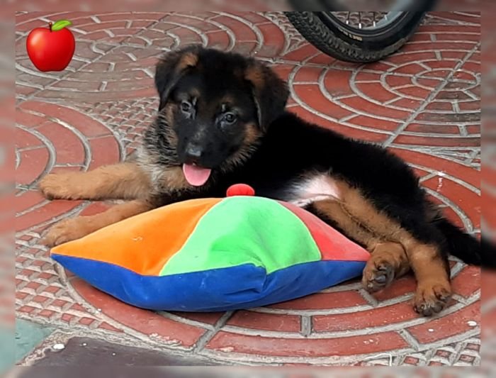 DogsIndia.com - GSD - Apple - Karthikeyan