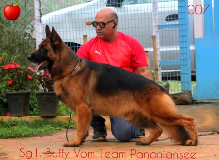 DogsIndia.com - GSD - Apple - Karthikeyan