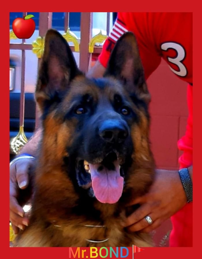 DogsIndia.com - GSD - Apple - Karthikeyan