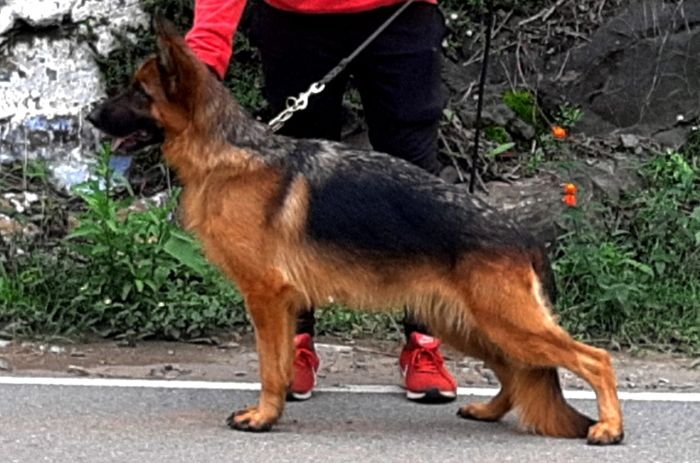 DogsIndia.com GSD Apple Kennel