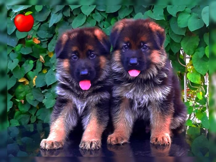 DogsIndia.com GSD Apple Kennel