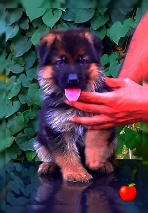 DogsIndia.com GSD Apple Kennel