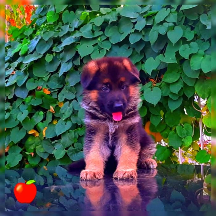 DogsIndia.com GSD Apple Kennel