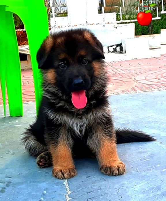 DogsIndia.com GSD Apple Kennel