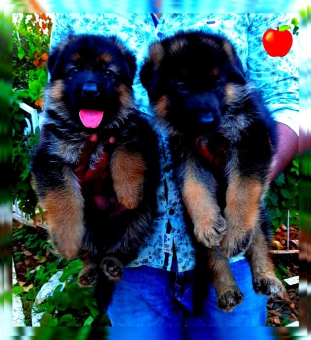 DogsIndia.com GSD Apple Kennel