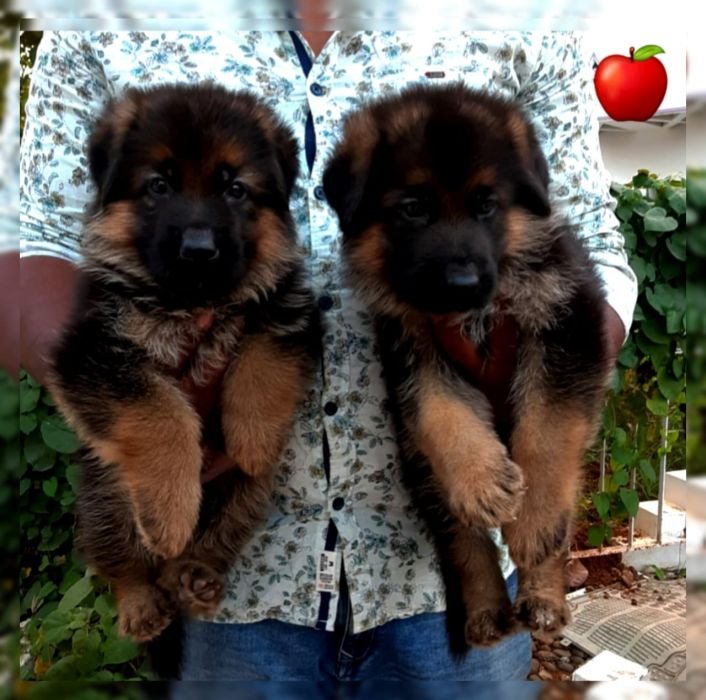 DogsIndia.com GSD Apple Kennel