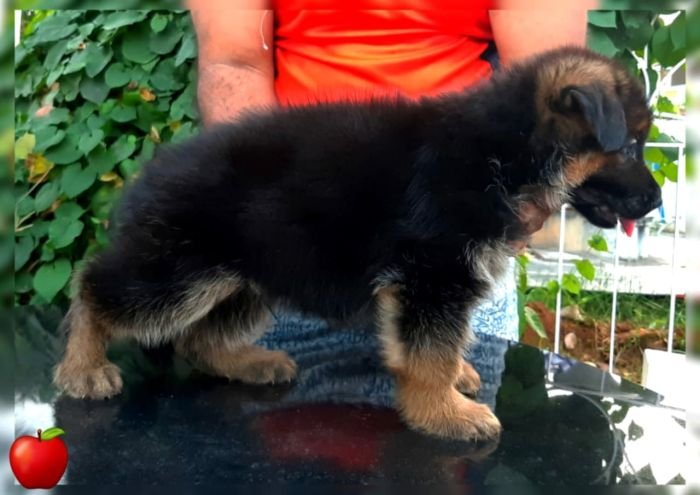 DogsIndia.com GSD Apple Kennel