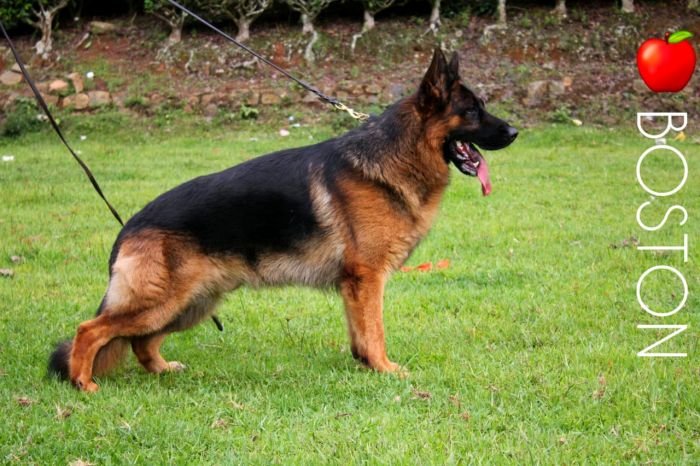 DogsIndia.com GSD Apple Kennel