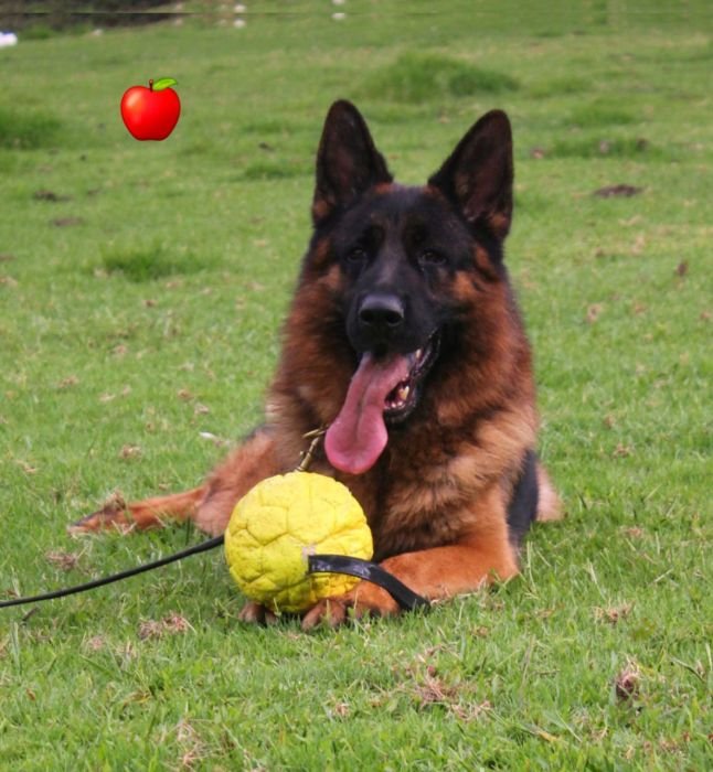 DogsIndia.com GSD Apple Kennel