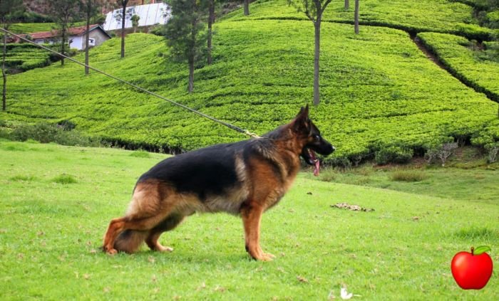 DogsIndia.com GSD Apple Kennel