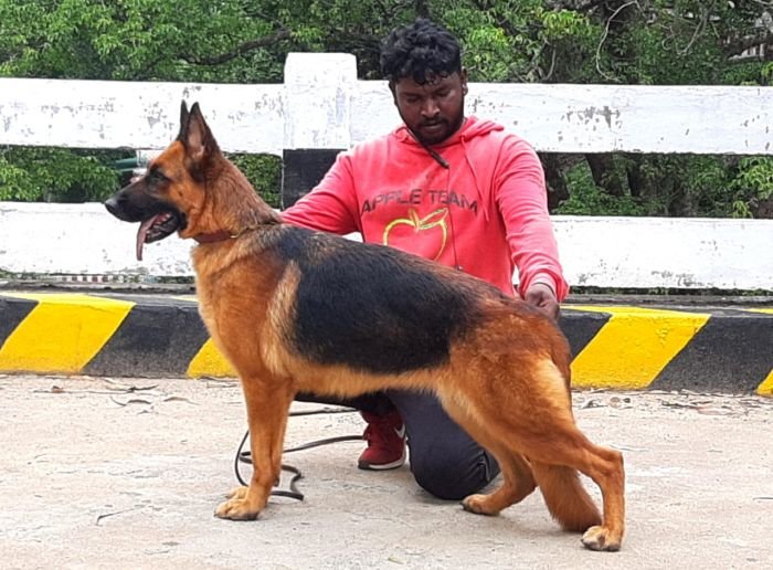 DogsIndia.com GSD Apple Kennels Karthikeyan