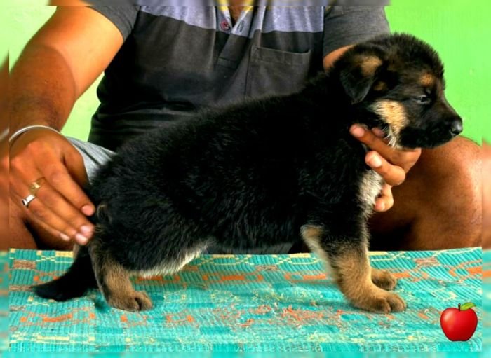 DogsIndia.com GSD Apple Kennels Karthikeyan