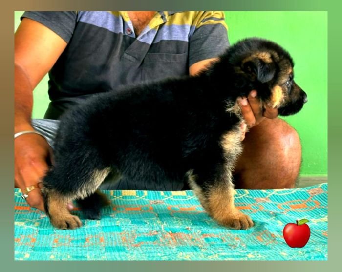 DogsIndia.com GSD Apple Kennels Karthikeyan