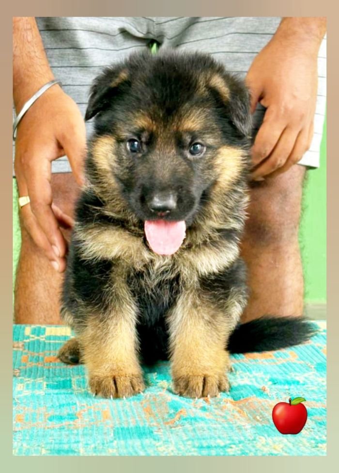 DogsIndia.com GSD Apple Kennels Karthikeyan