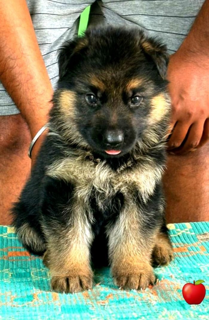 DogsIndia.com GSD Apple Kennels Karthikeyan