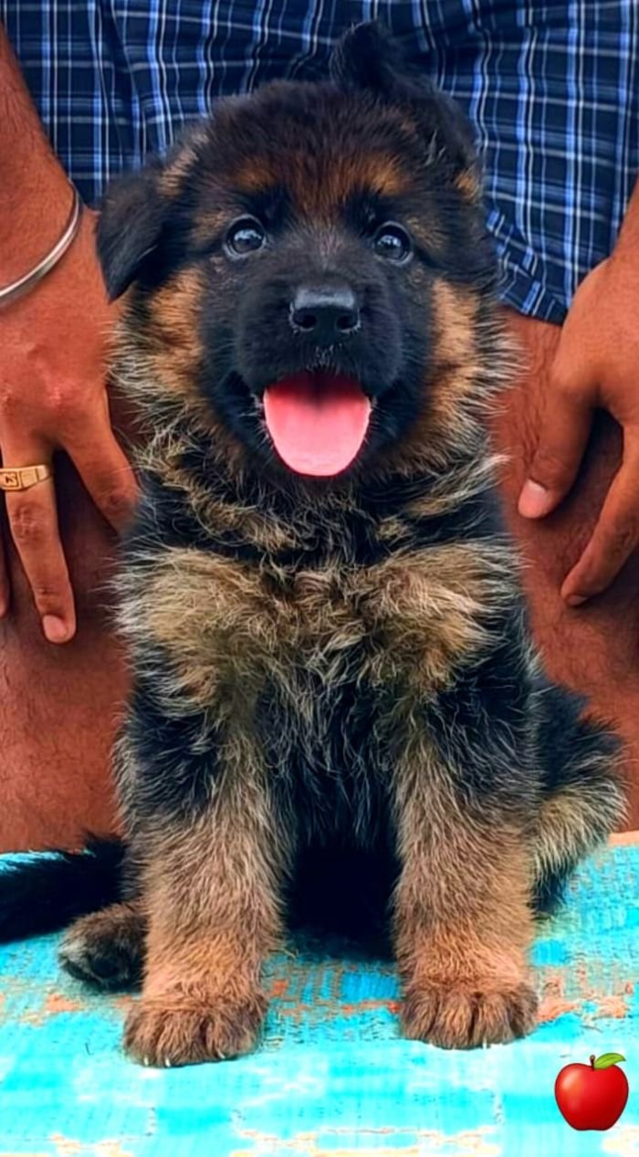 DogsIndia.com GSD Apple Kennels Karthikeyan