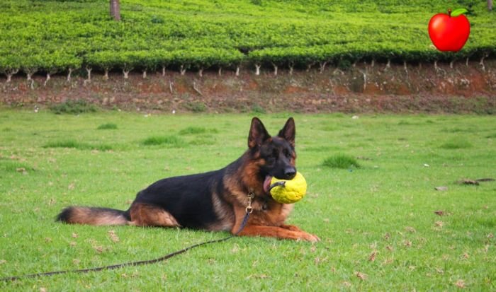DogsIndia.com GSD Apple Kennels Karthikeyan