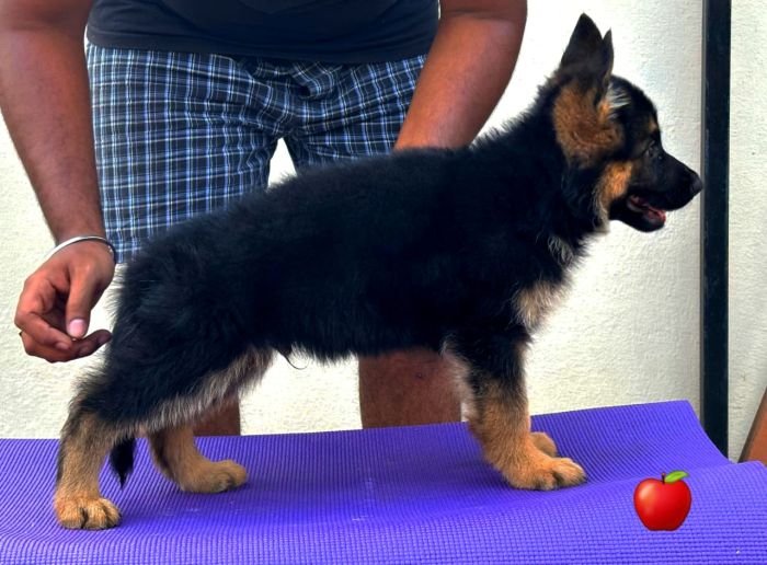 DogsIndia.com  GSD  Apple Kennels  Karthikeyan