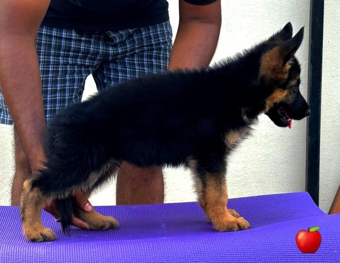 DogsIndia.com  GSD  Apple Kennels  Karthikeyan