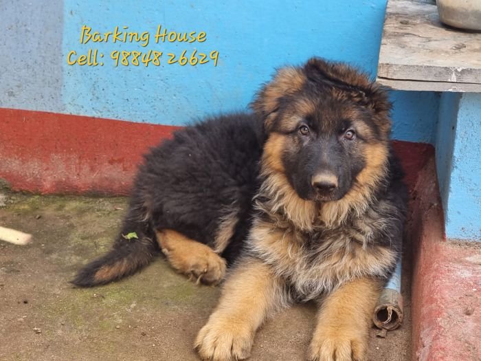 DogsIndia.com  GSD  Barking House  Vincent