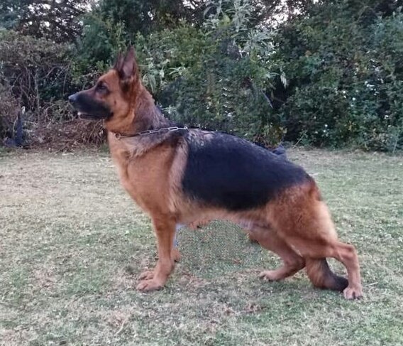 DogsIndia.com - German Shepherd Dog (GSD) - Deenjons Kennel