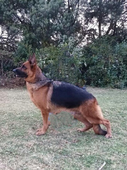 DogsIndia.com - German Shepherd Dog (GSD) - Deenjons Kennel
