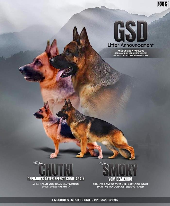 DogsIndia.com - German Shepherd Dog (GSD) - Deenjons Kennel