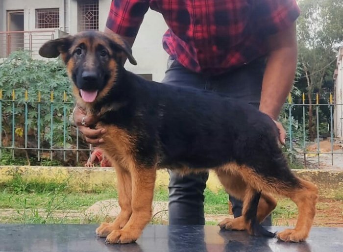DogsIndia.com - German Shepherd Dog (GSD) - Deenjons Kennel