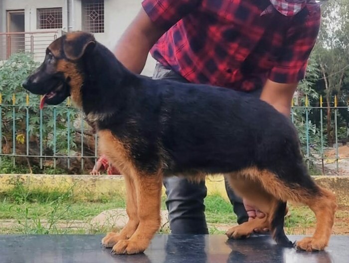 DogsIndia.com - German Shepherd Dog (GSD) - Deenjons Kennel