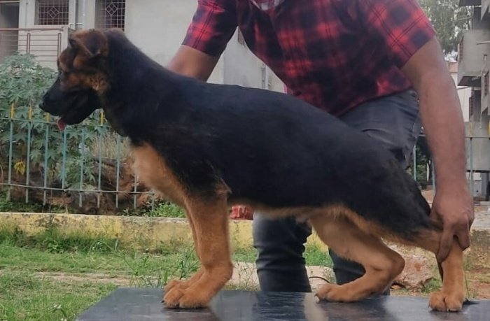 DogsIndia.com - German Shepherd Dog (GSD) - Deenjons Kennel