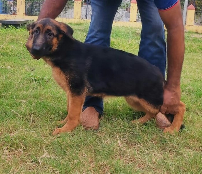 DogsIndia.com - German Shepherd Dog (GSD) - Deenjons Kennel