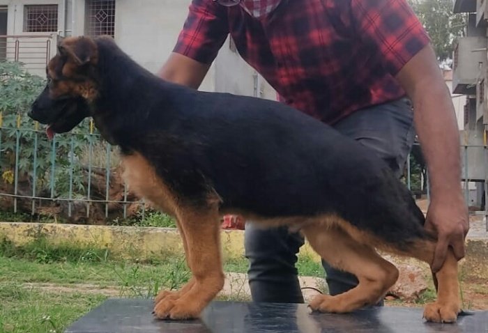 DogsIndia.com - German Shepherd Dog (GSD) - Deenjons Kennel
